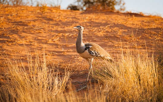 white and black bird on brown field during daytime in Kgalagadi South Africa