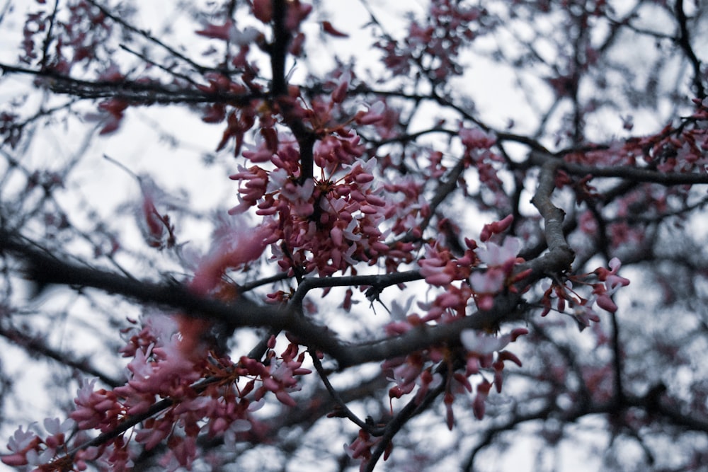 red leaf tree during daytime