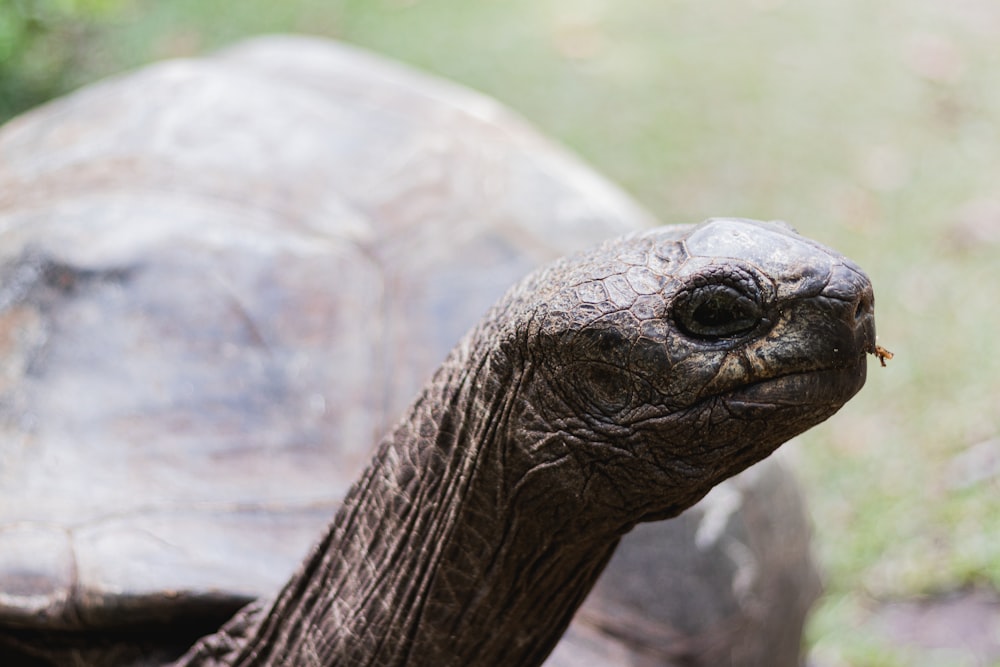 brown turtle on brown wooden log