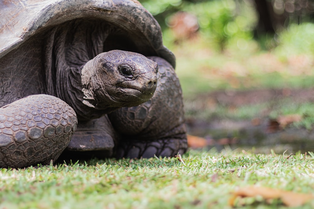 brown turtle on green grass during daytime