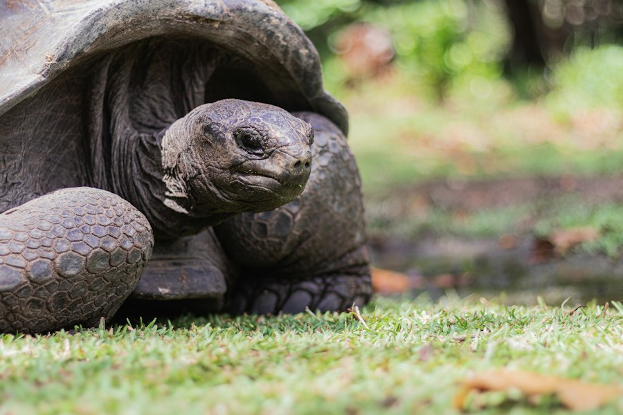 Meet giant tortoises and discover protected marine parks.