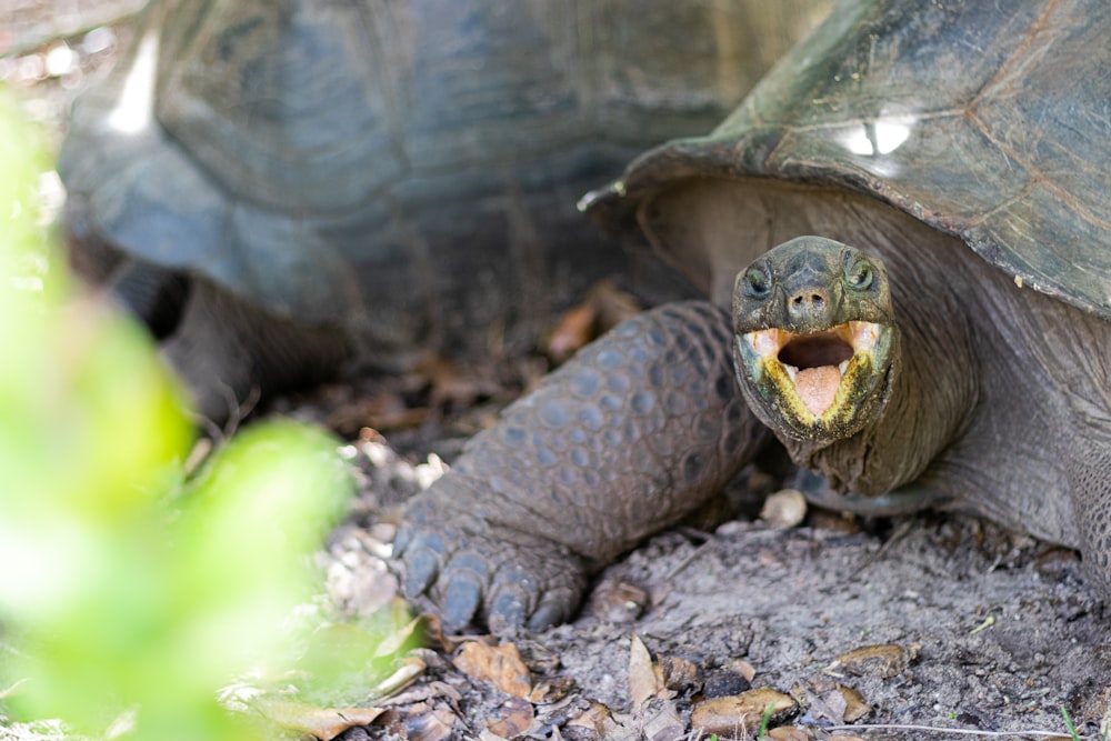 Braune und schwarze Schildkröte auf braunem Boden