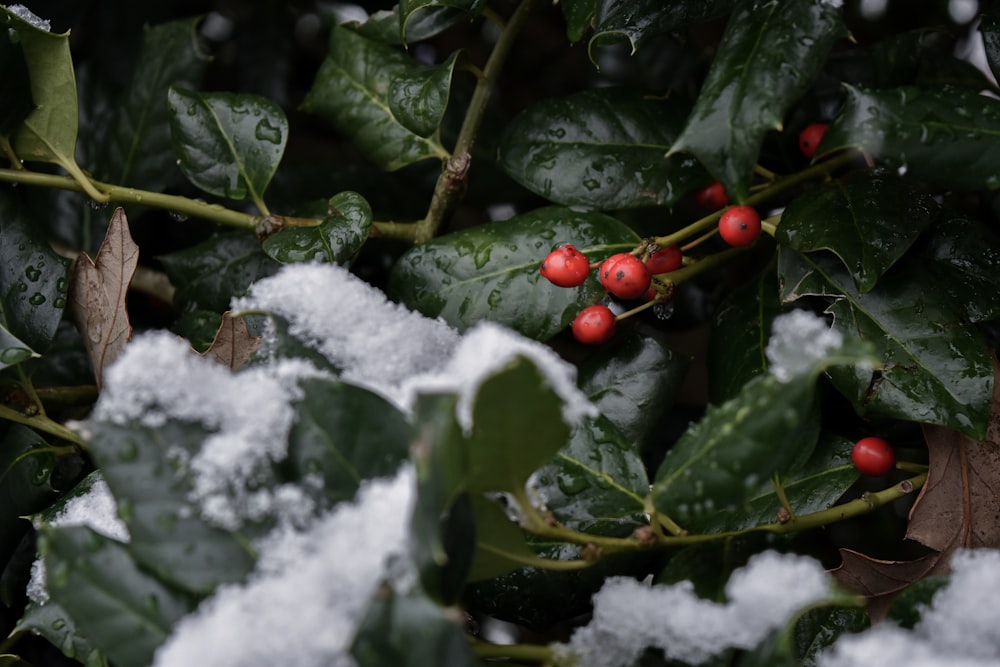 red round fruits on green leaves