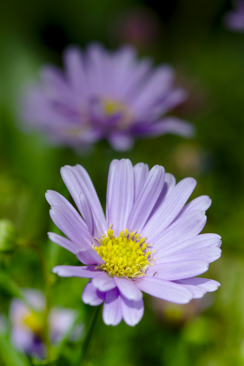 purple and white flower in tilt shift lens