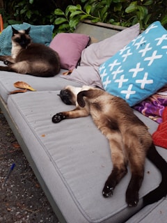 Two Siamese kittens cuddling together on a cozy cushion, showing their affectionate nature