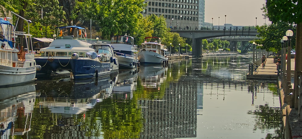 white and blue boat on water near green trees during daytime