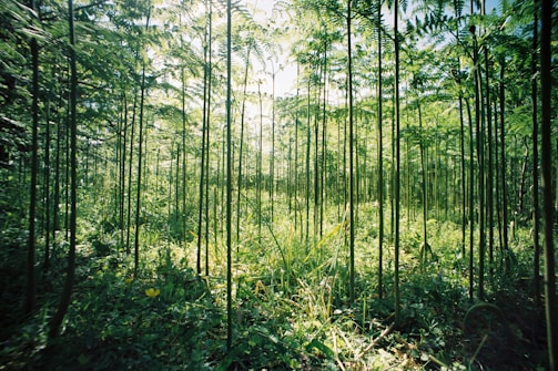 green leaf trees during daytime