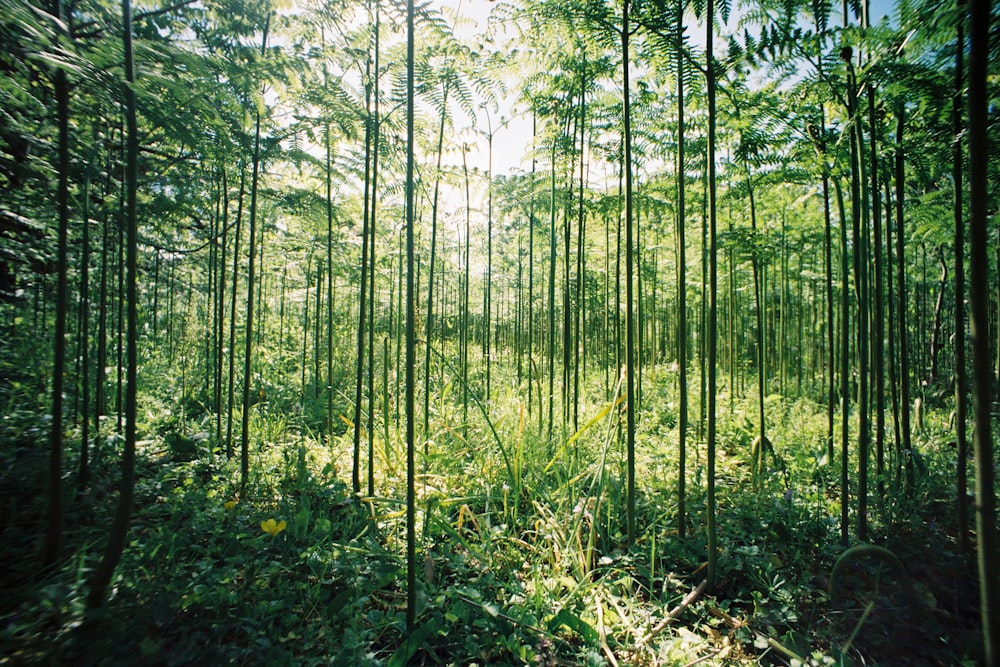 alberi a foglia verde durante il giorno