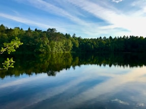 green trees beside body of water under blue sky during daytime