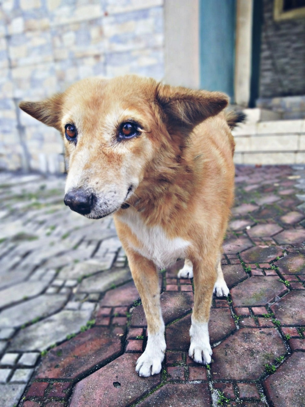 brown and white short coated dog standing on brown brick floor