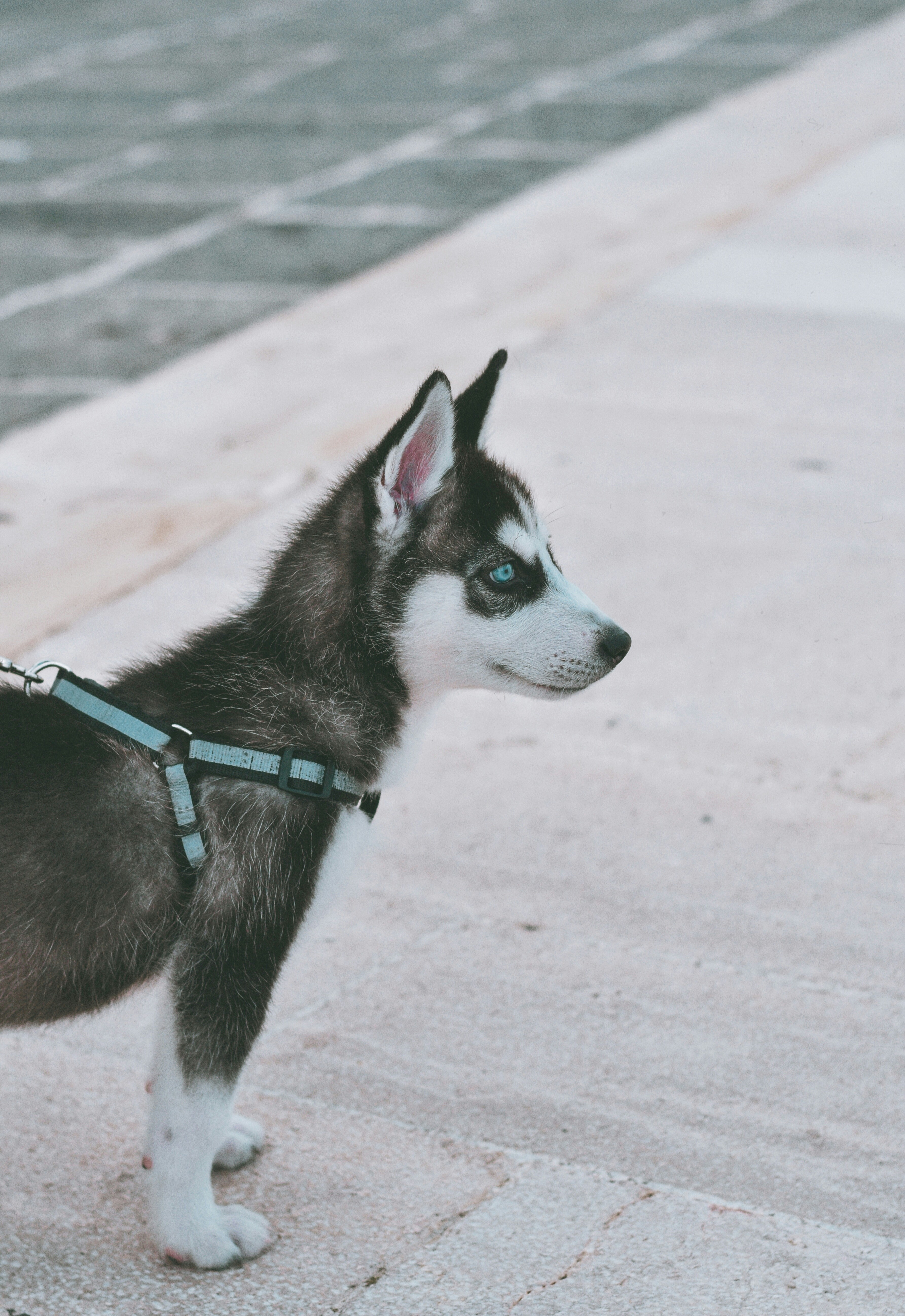 Beautiful Siberian Husky puppy with blue eyes and grey-white fur, alert and playful
