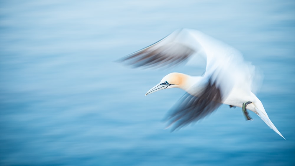 a bird flying over a body of water