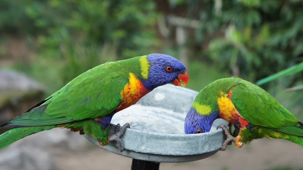 green yellow and blue bird