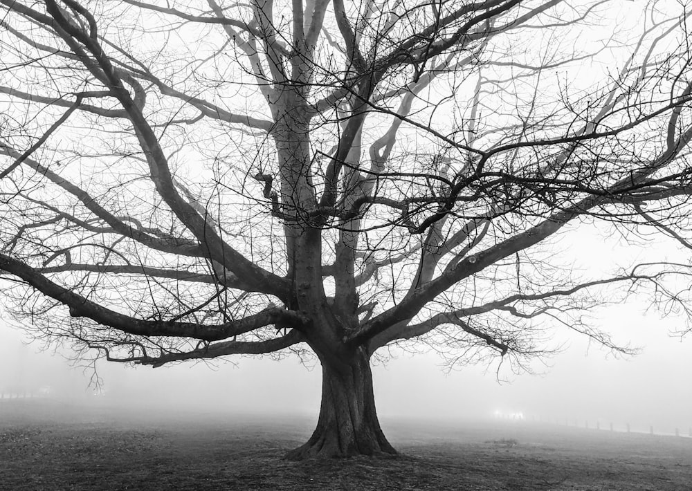 Blattloser Baum bei nebligem Wetter