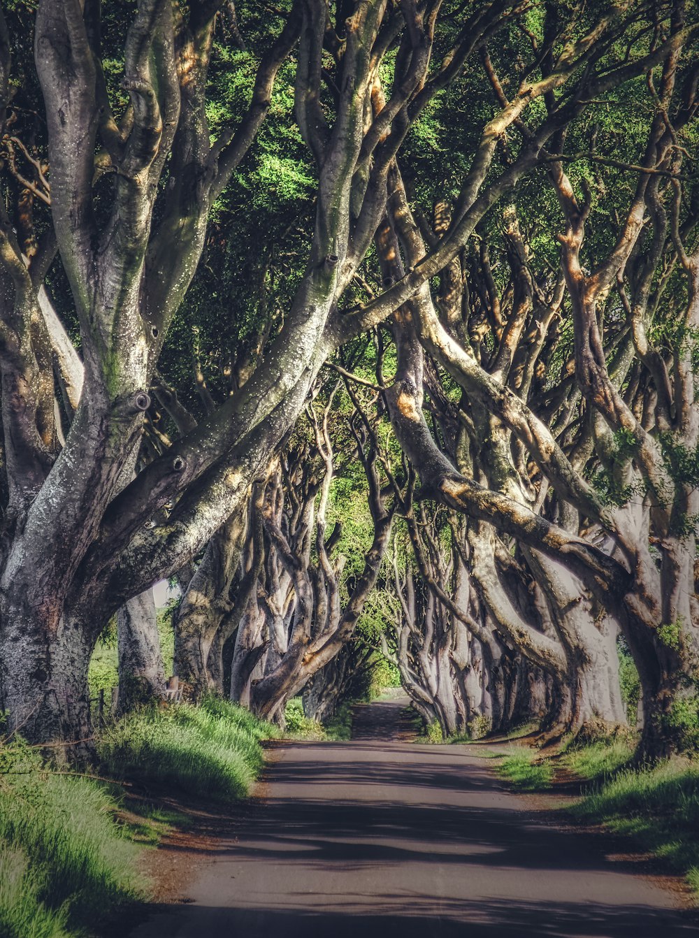 Arbres bruns sur un champ d’herbe verte pendant la journée