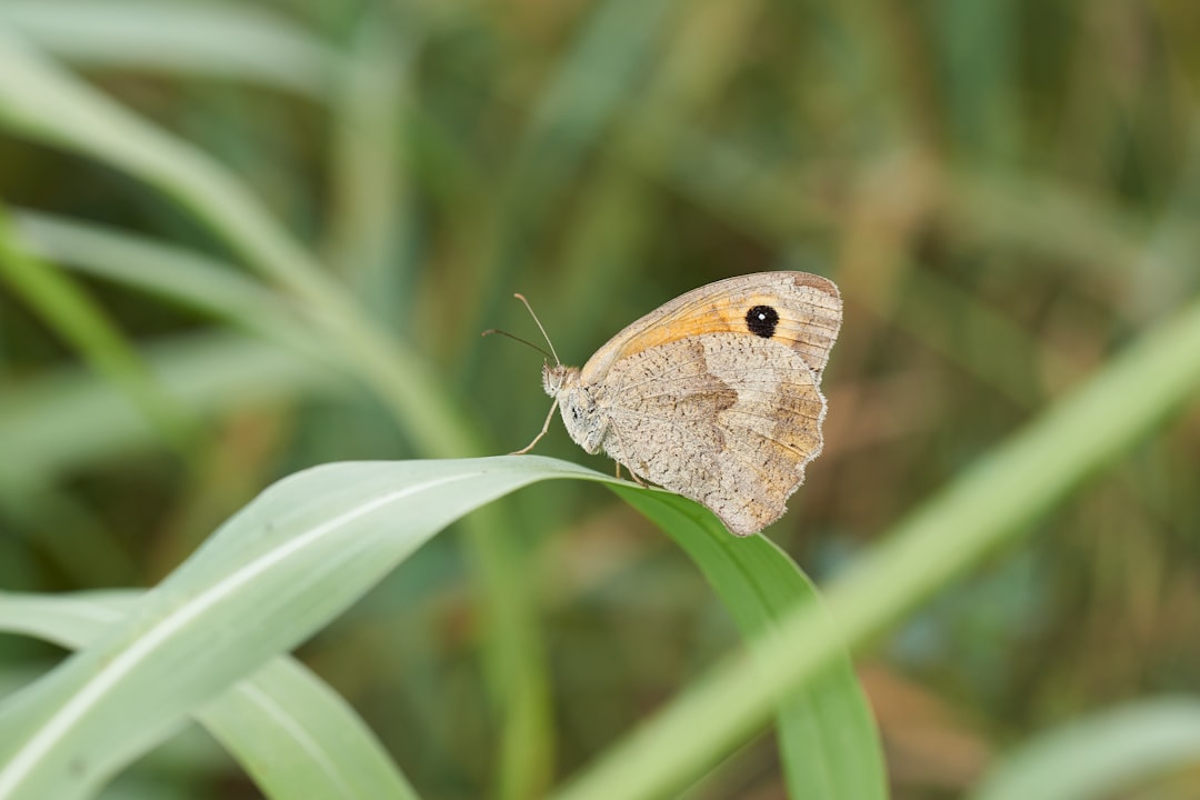 brown butterfly on green leaf