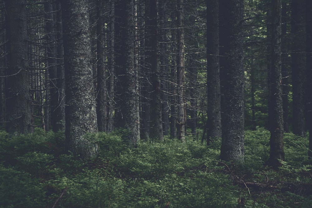 Grüne Bäume im Wald tagsüber