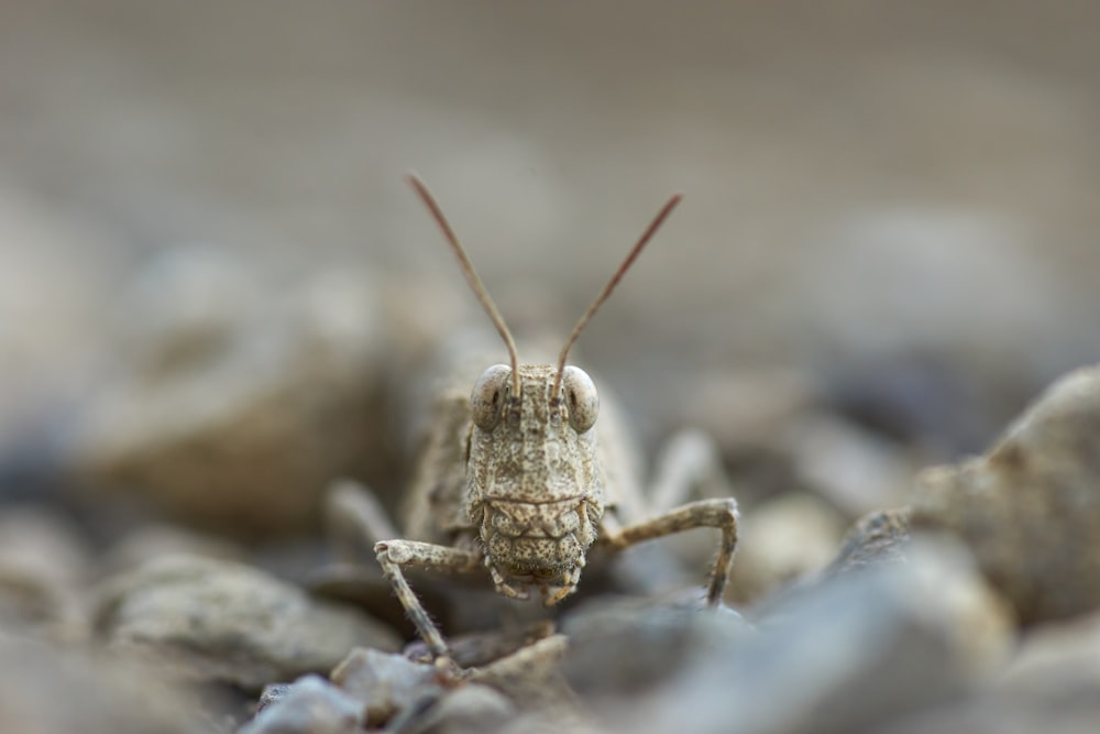 brown grasshopper on gray rock in close up photography during daytime