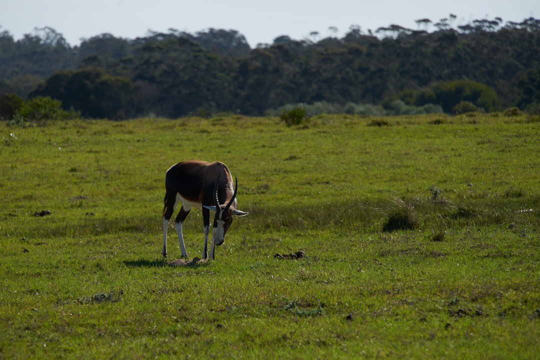 black and white cow on green grass field during daytime