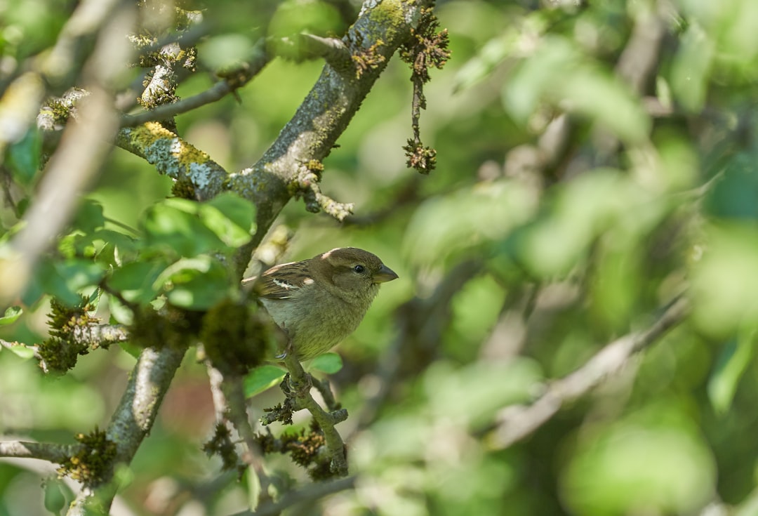 brown and gray bird on tree branch during daytime