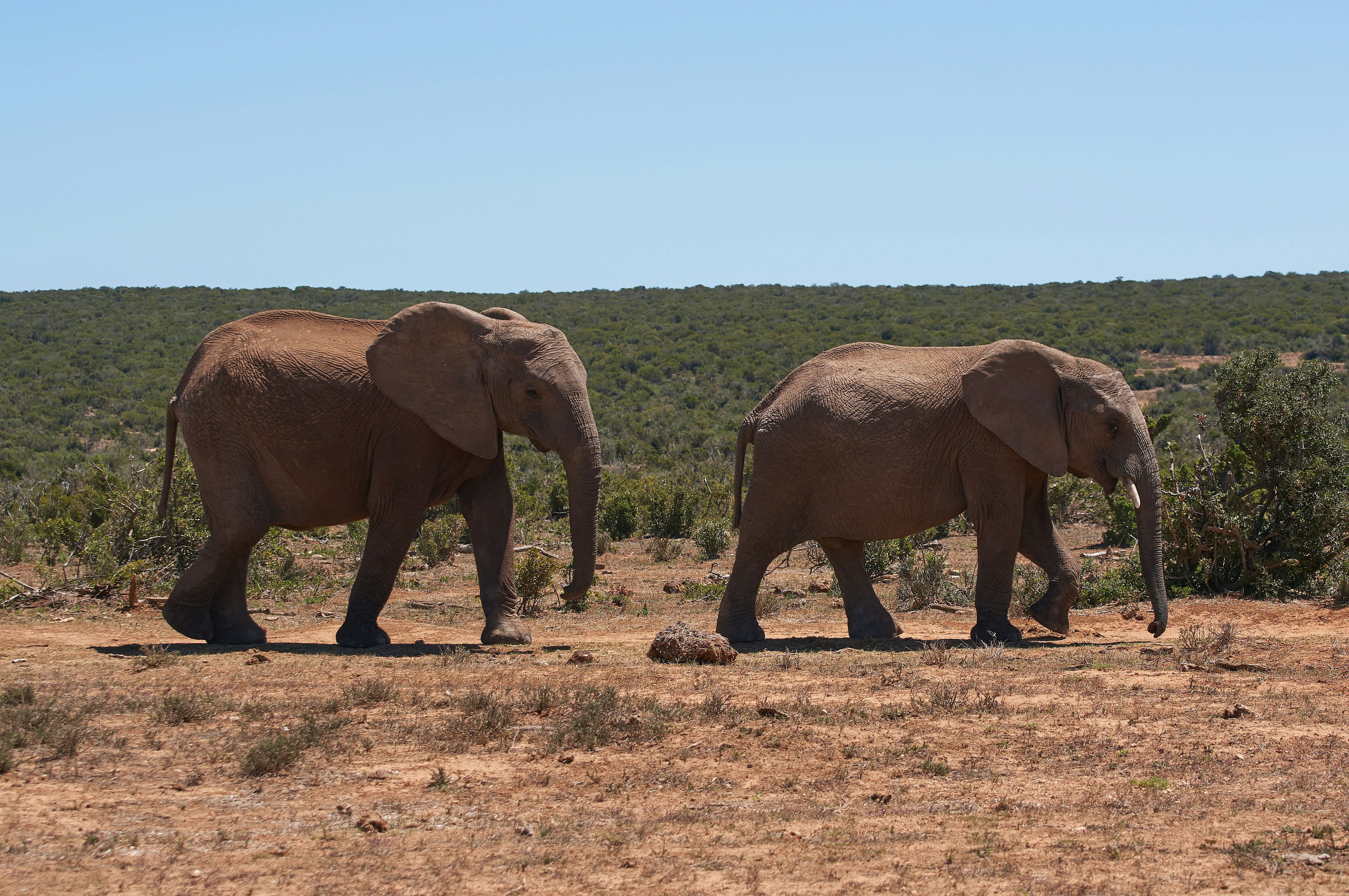 Photo by wolfgang_hasselmann