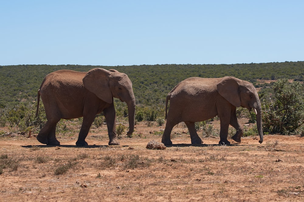 three brown elephants on brown field during daytime