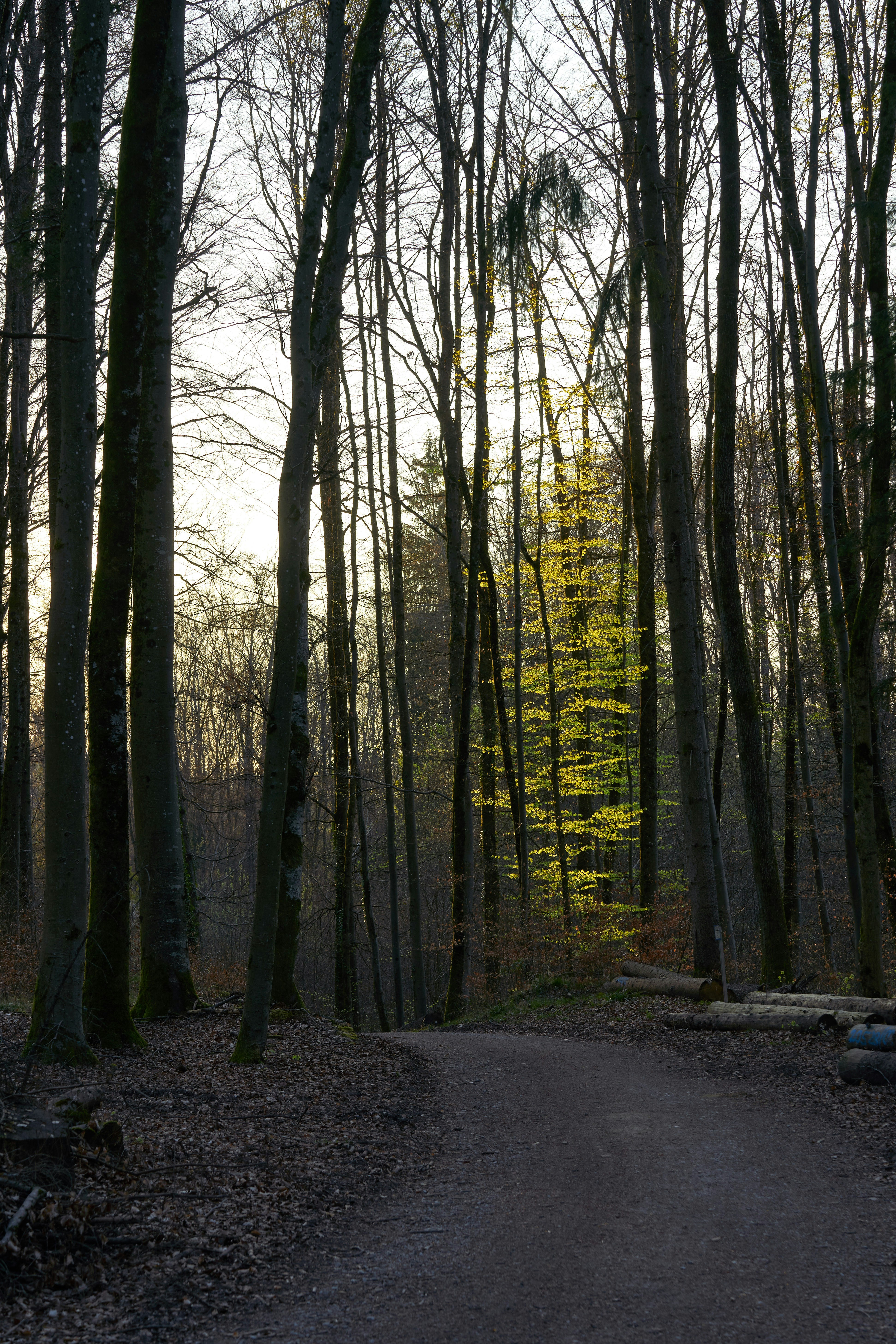 Photo by wolfgang_hasselmann