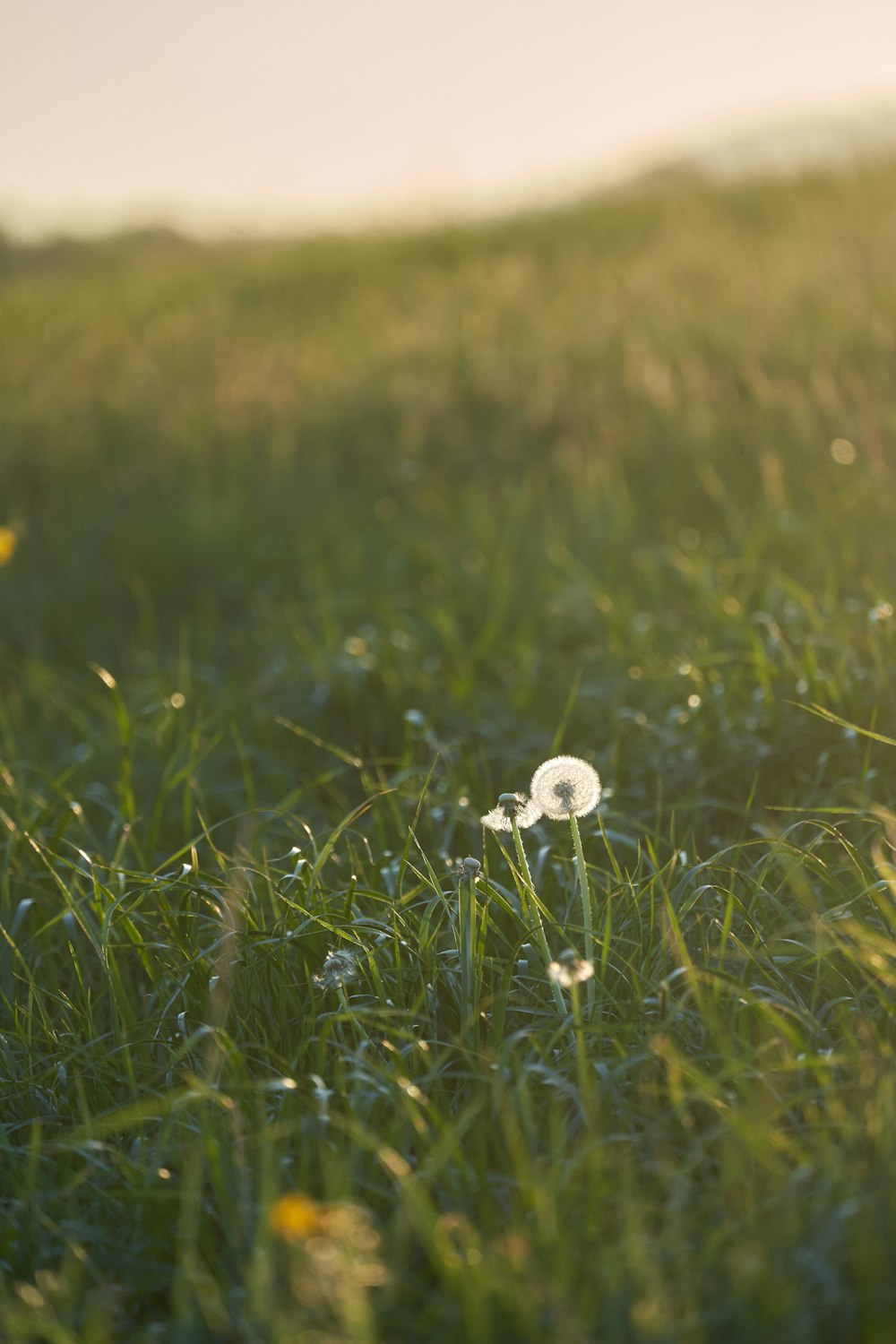 white dandelion in green grass field during daytime