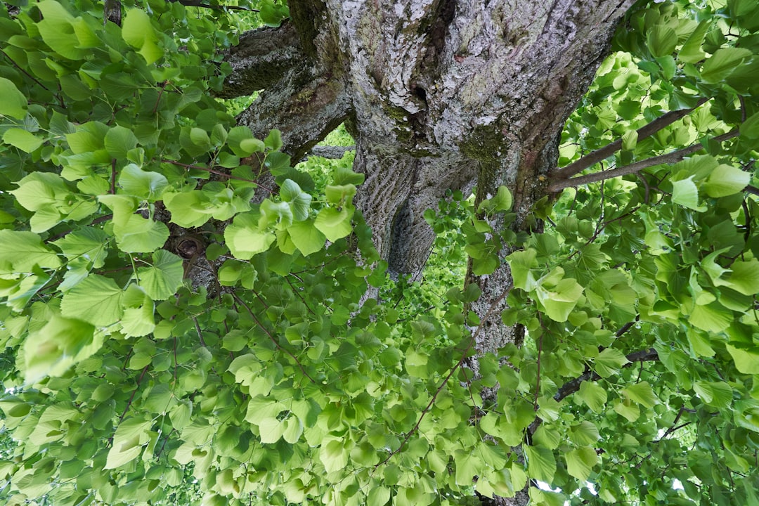 brown tree trunk with green leaves