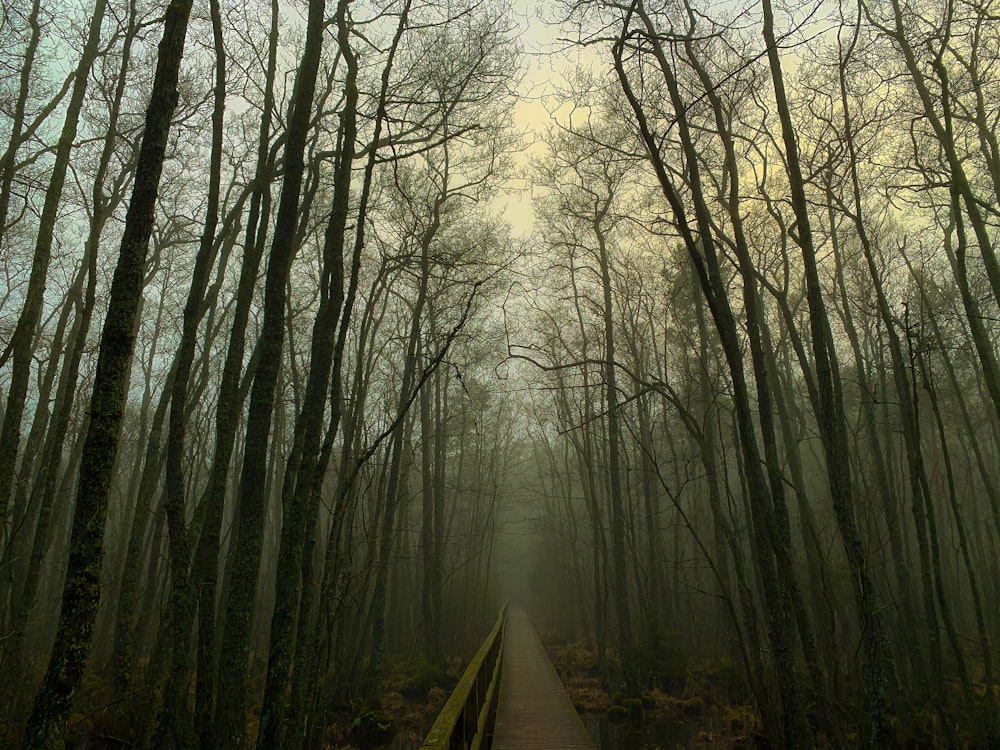 brown wooden pathway between trees