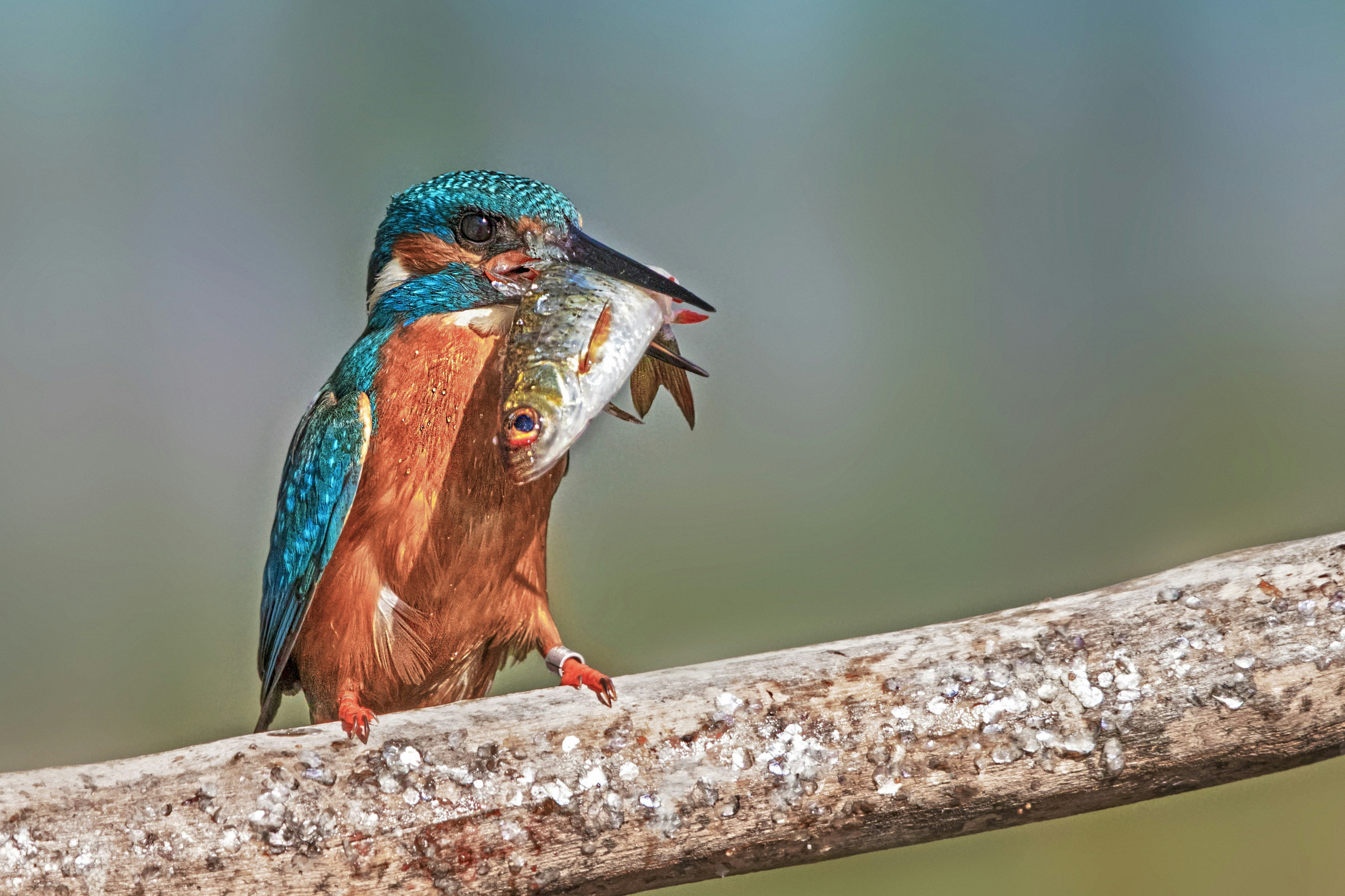 The Kingfisher's big meal