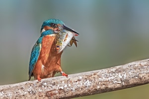 blue and brown bird on brown tree branch