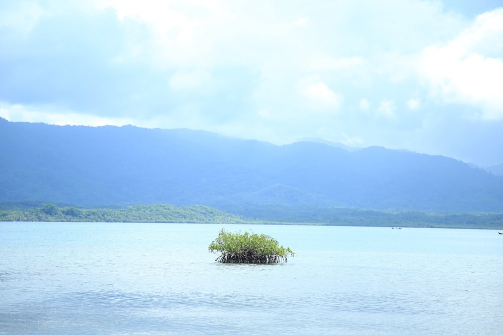 green trees on island surrounded by water