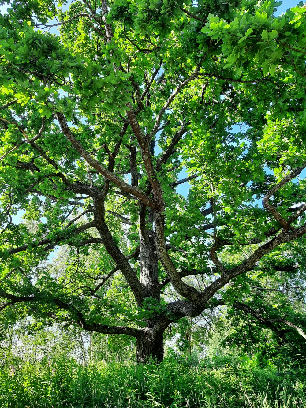 green tree under blue sky during daytime