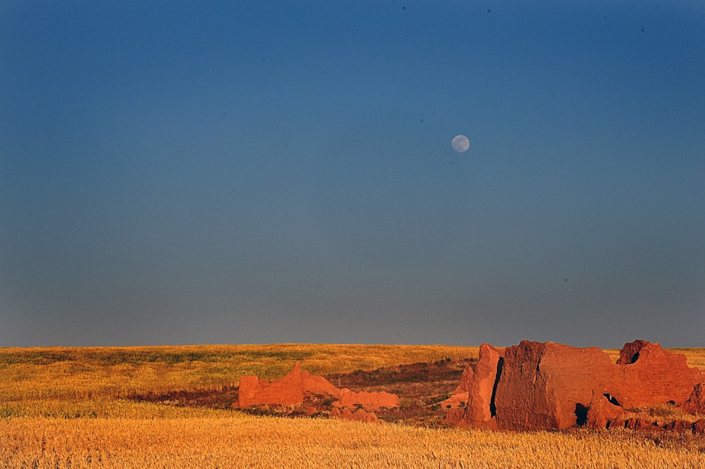 brown field under full moon