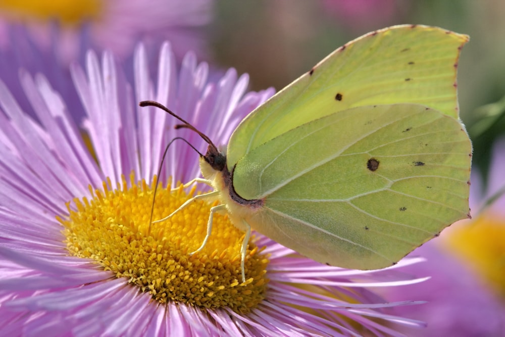 Gelber Schmetterling sitzt tagsüber auf lila Blume in Nahaufnahmen