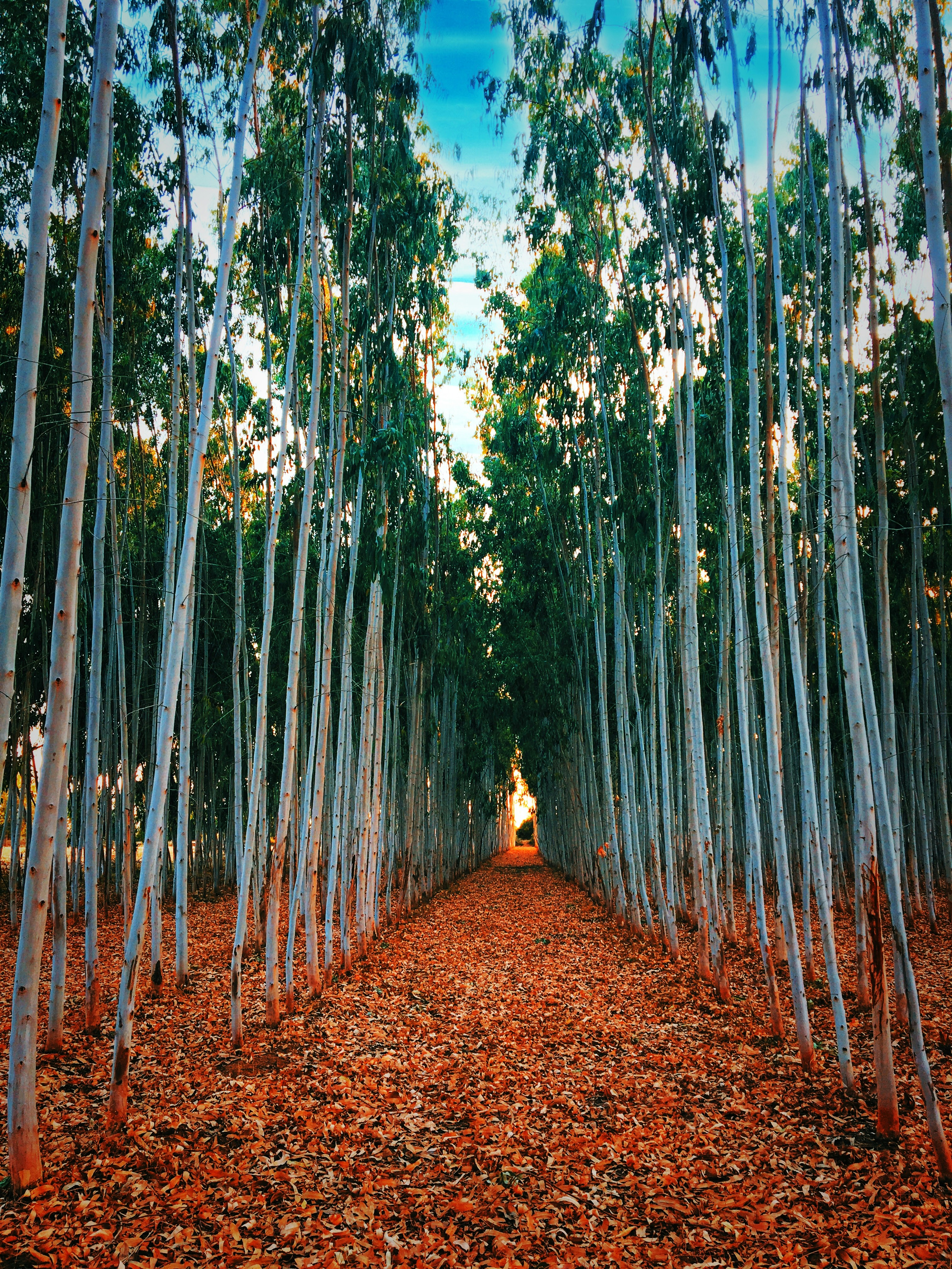 person in brown jacket walking on brown dried leaves on forest during daytime