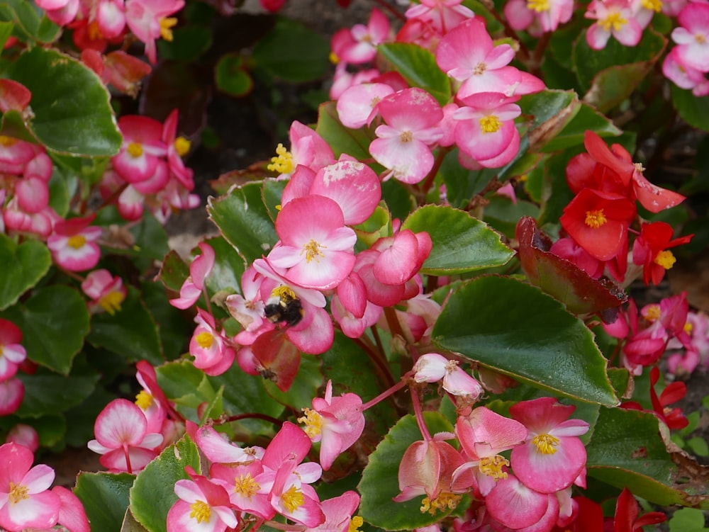 pink flowers with green leaves