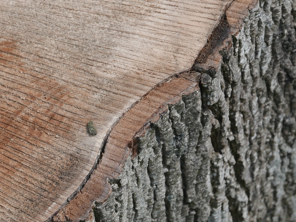 brown and black wood log