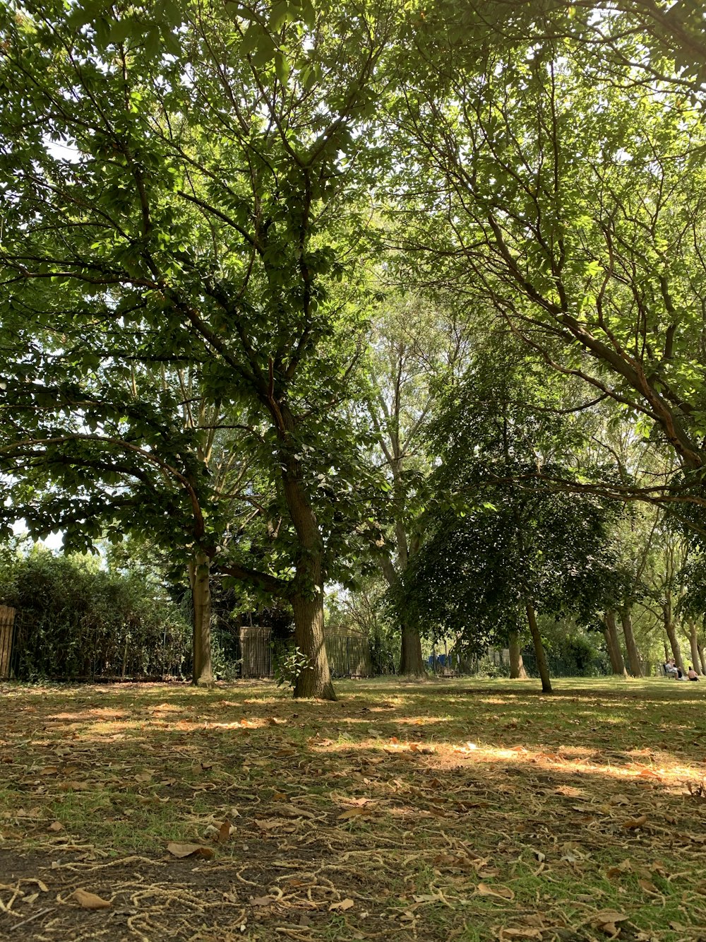 green trees on brown grass field during daytime