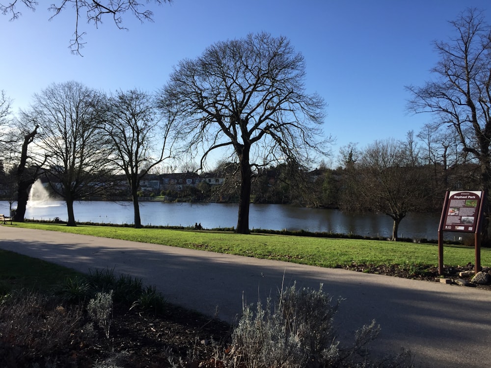 leafless trees near body of water during daytime