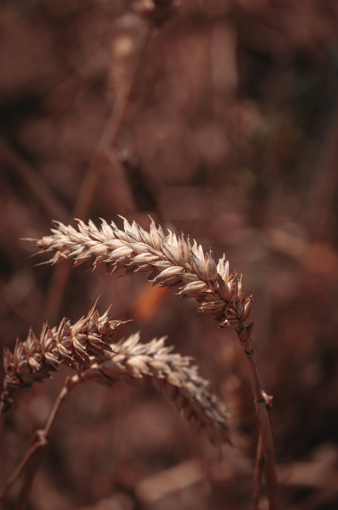 brown wheat in tilt shift lens