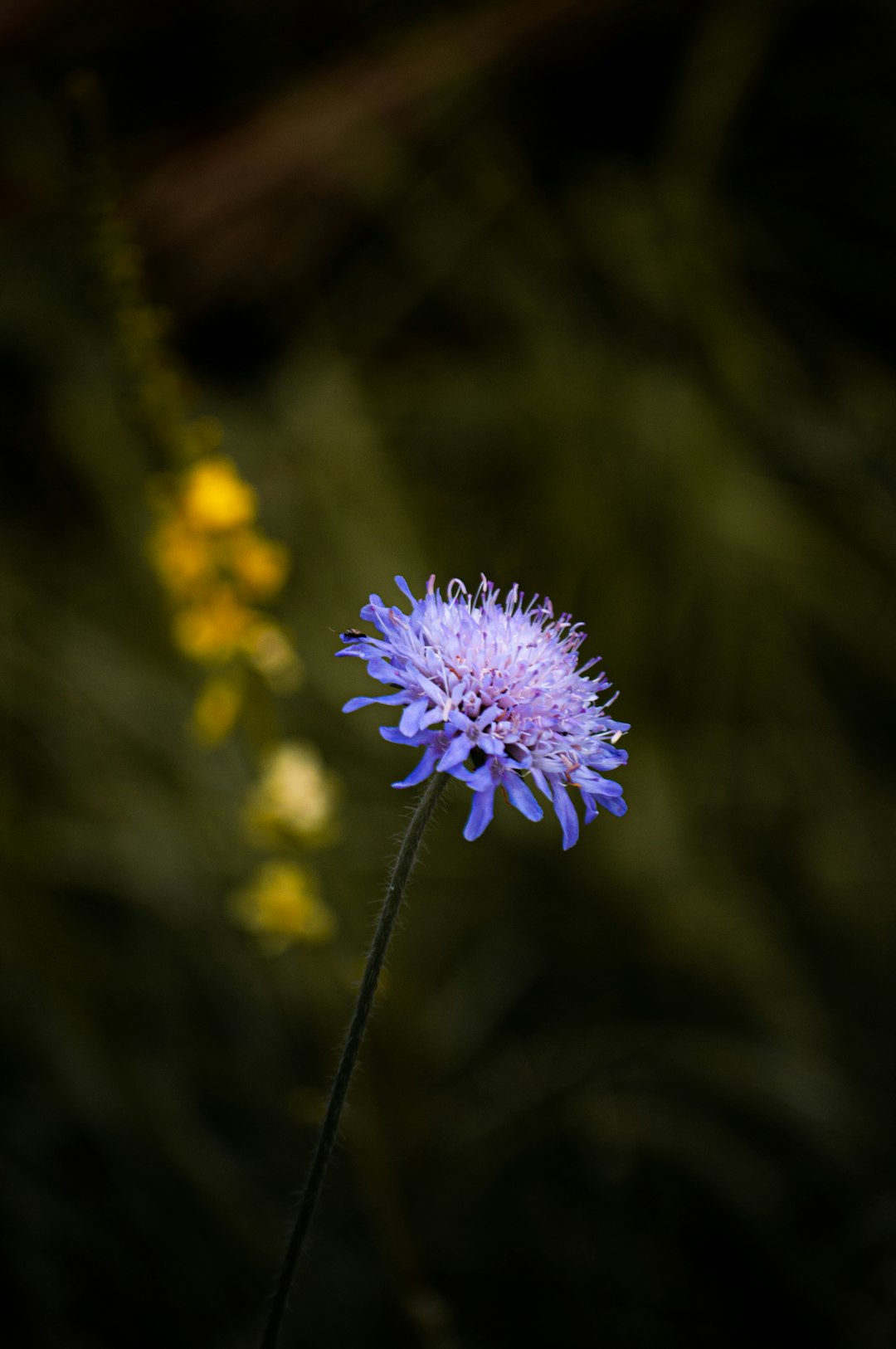 purple flower in tilt shift lens