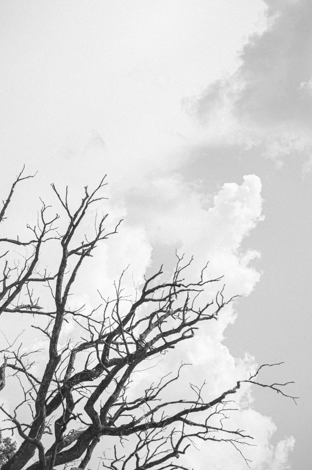 leafless tree under white clouds