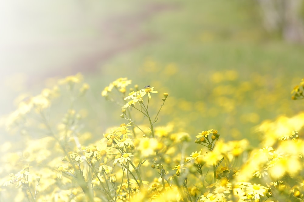 yellow flower field during daytime