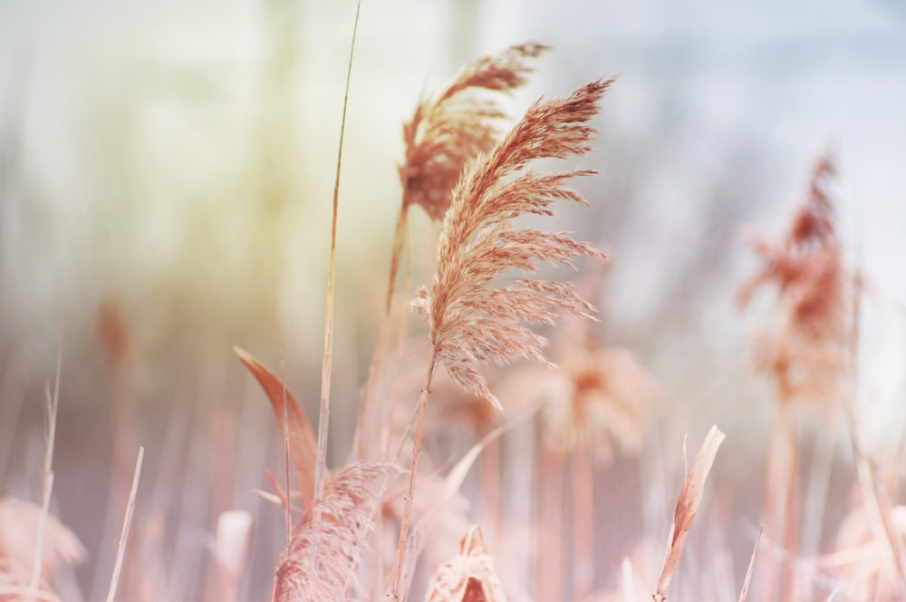 brown wheat in close up photography