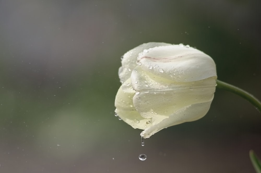 white flower with water droplets