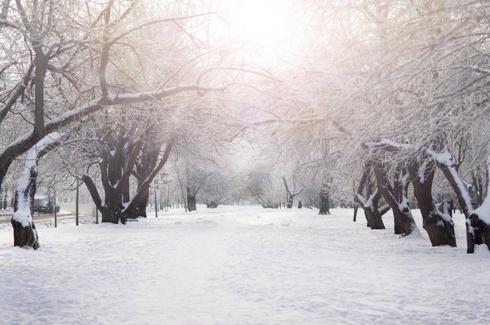 alberi marroni su terreno innevato durante il giorno