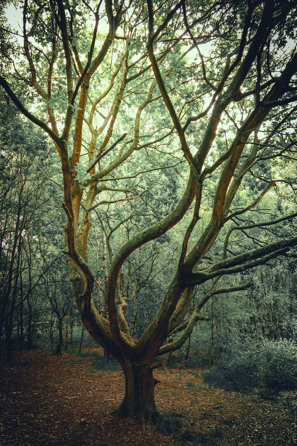 brown tree with white leaves