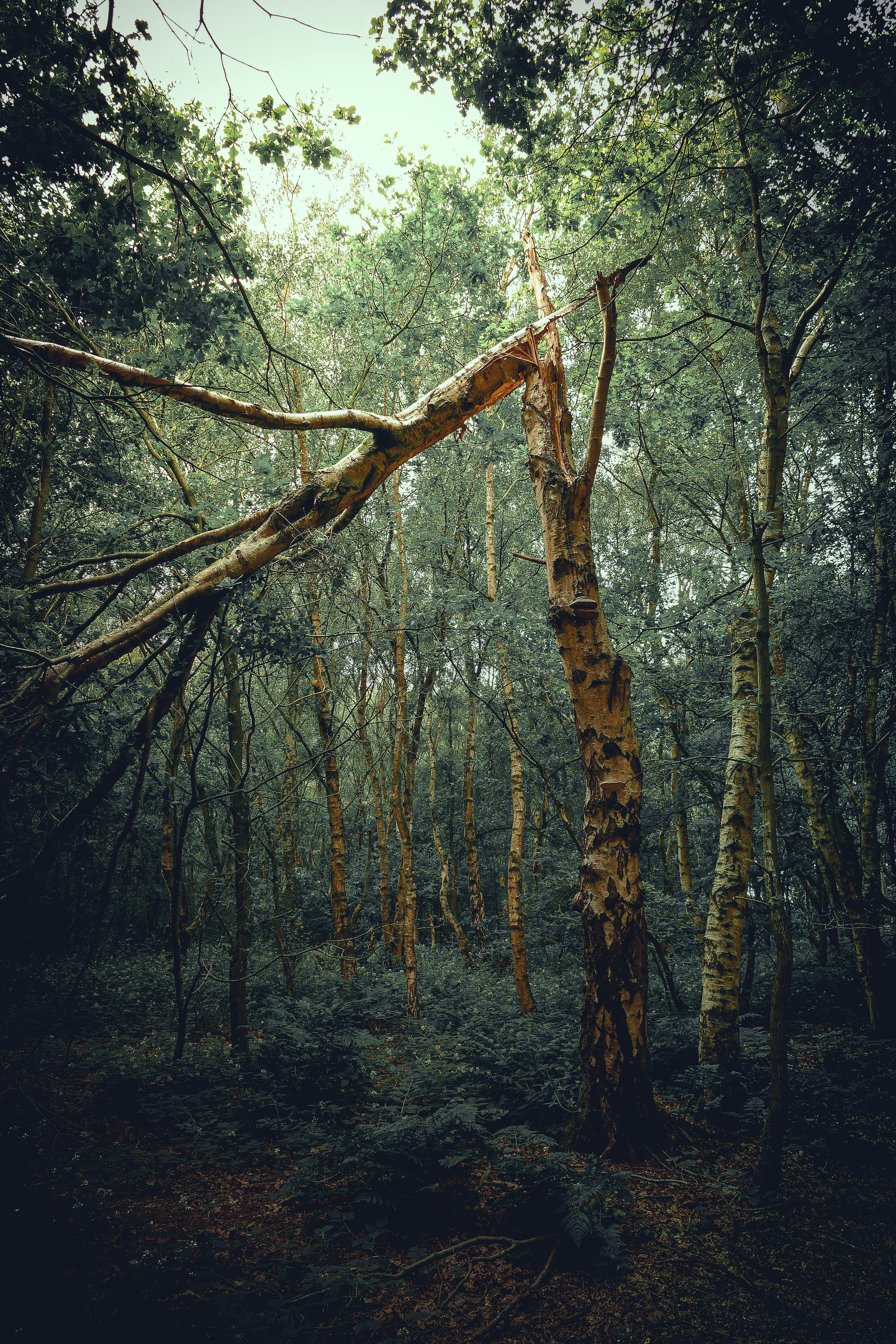 brown tree trunk on forest during daytime